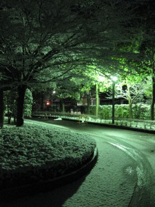 雪。2009-01-13 撮影