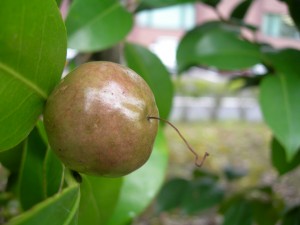 県立美術館裏にて撮影。何の実なんでしょうか。