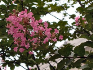 近所のサルスベリの花