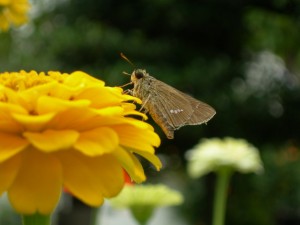 ヒャクニチソウでお食事を終えて休憩中？のチャバネセセリ。