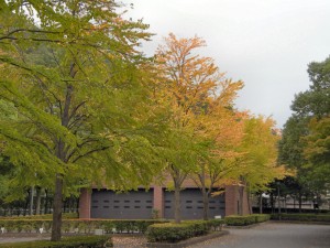 紅葉が近付いていますね（2008-09-15、県立図書館裏にて撮影）