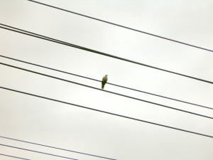 近所でハトがずっとポッポーと言っていました