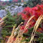 登山中に見かけたカメムシ。天狗の庭付近にて