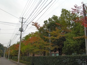 福島市内の木々も、だんだん色づいてきました。市街地の例年の見頃は 11 月中旬ぐらいです