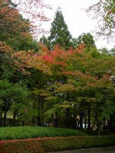 福島県立図書館裏の駐車場にて。だいぶ紅葉してきましたね