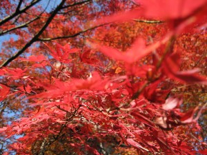 福島県立図書館の裏で撮影した紅葉（2008-11-14 撮影）