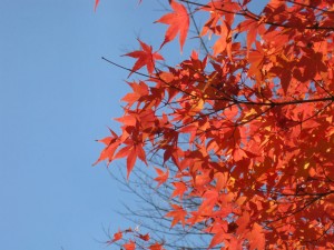 まだいたるところに秋は残っています。