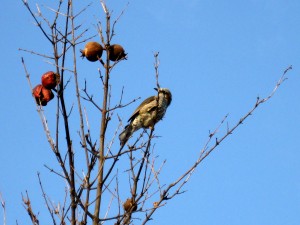 キビタキのメス？う～ん…。福島市内にて。