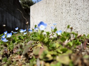 近所で咲いていたオオイヌノフグリ。花の寿命は一日しかありません。手前の花を撮影してやろうと思ったのですが、どうにもカメラが遠くの花にピントを合わせたがって仕方がありません。でも、これはこれでいいかな。
