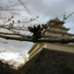 日本の桜名所 100 選に選ばれている鶴ヶ城。桜の開花も間もなくです。見頃は 4 月中旬だとか。
