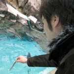 ペンギンへの餌やりに挑戦している僕です。水面から結構高さがあり、上手にあげるのは難しいです。