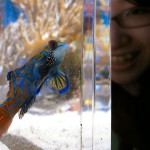 ニシキテグリ サンゴの水槽にいた、ニシキテグリ。とってもきれいでした!