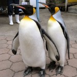 オオサマペンギン おさんぽに出かけるオオサマペンギン。館内の広場をよちよち歩きまわるので、写真を撮り放題です。