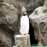 イワトビペンギン どうやらボスらしきイワトビペンギン。僕が見ている間、ここからほとんど動きませんでした。他のペンギンが登ってくると、鳴いて追い返していました。