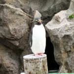 どうやらボスらしきイワトビペンギン。僕が見ている間、ここからほとんど動きませんでした。他のペンギンが登ってくると、鳴いて追い返していました。