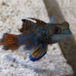 名前のわからなかったサンゴ礁の青い熱帯魚。