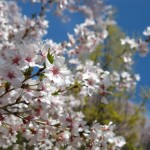 トウカイザクラ（東海桜）