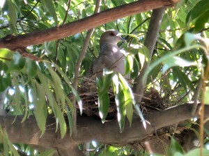自宅の近くで発見した、キジバトの巣。親が卵を温めています。（2009-04-10 撮影）