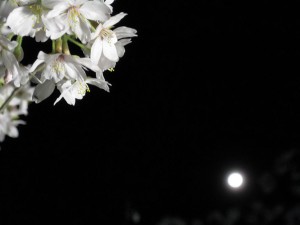 夜桜と満月。2009-04-10 信夫山公園にて。
