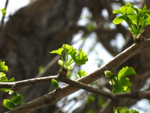 近所のイチョウが若葉をつけていました