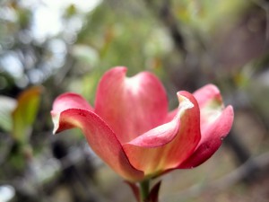 一青窈さんの歌でおなじみのハナミズキ。薄紅色ですね。県立図書館にて。