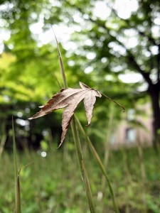 去年の秋の紅葉が地面に積もり、それを今年の春に生えてきた芽が突き刺して、こういう光景が生まれたのでしょうか。