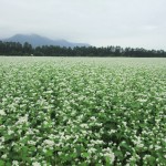 猿楽台地のそば畑。そばの花が一面満開で、じゅうたんのようです。