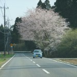 成田市に入ったあたりで、桜が満開になりました。