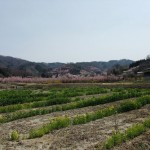 花見山公園の全景。