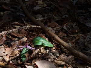 カタクリの花。